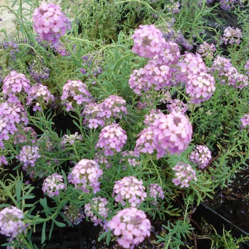 Aethionema Warley Ruber (Plant habit)