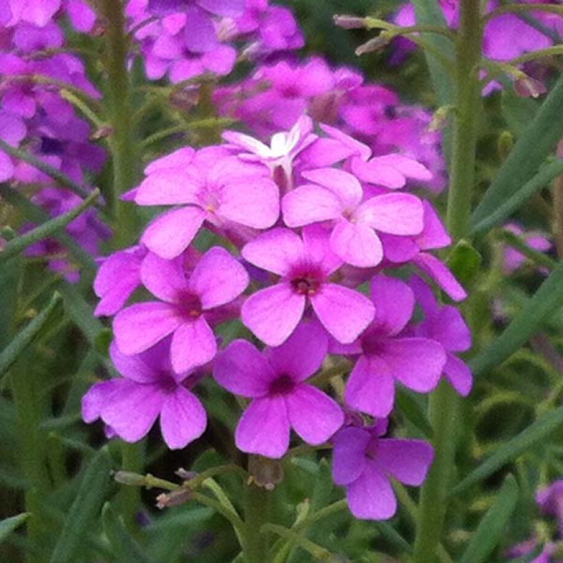 Aethionema Warley Ruber (Flowering)