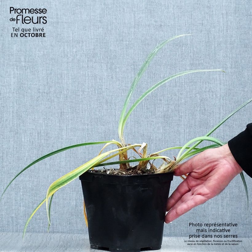 Example of Agapanthe Arctic Star as you get in automne