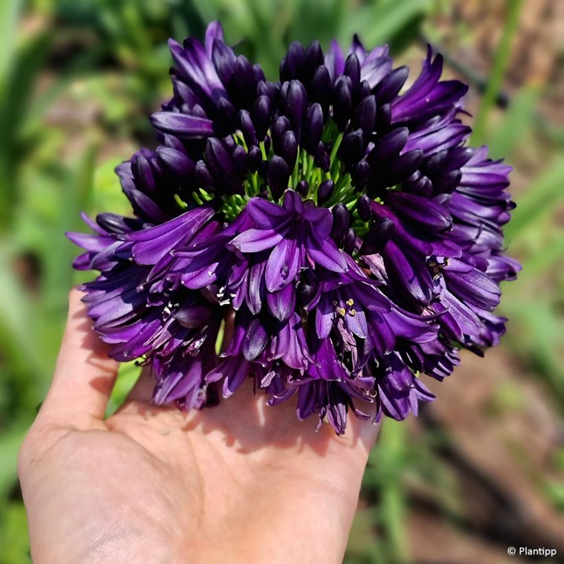 Agapanthe Black Jack (Flowering)