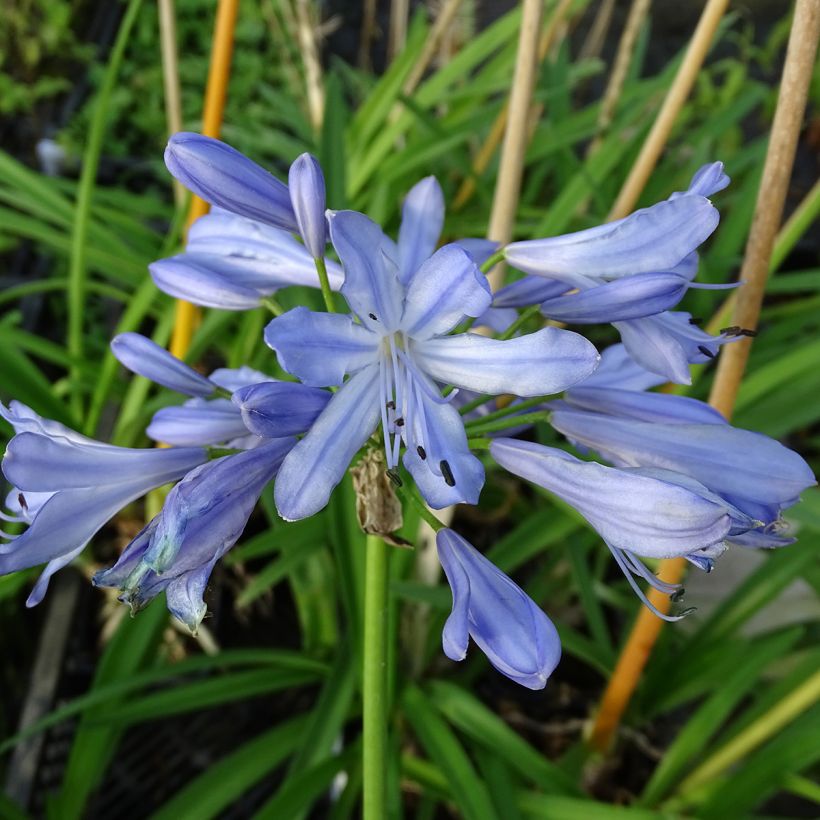 Agapanthe Blue Heaven (Flowering)