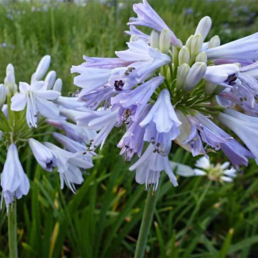 Agapanthe Blue Moon (Flowering)