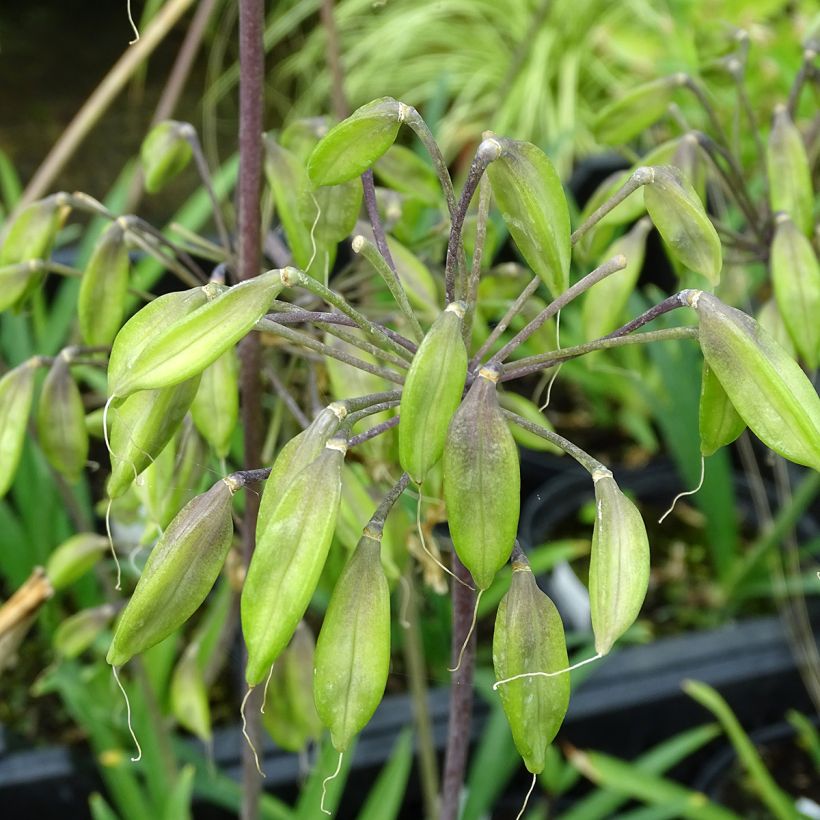 Agapanthe Blue Triumphator (Harvest)