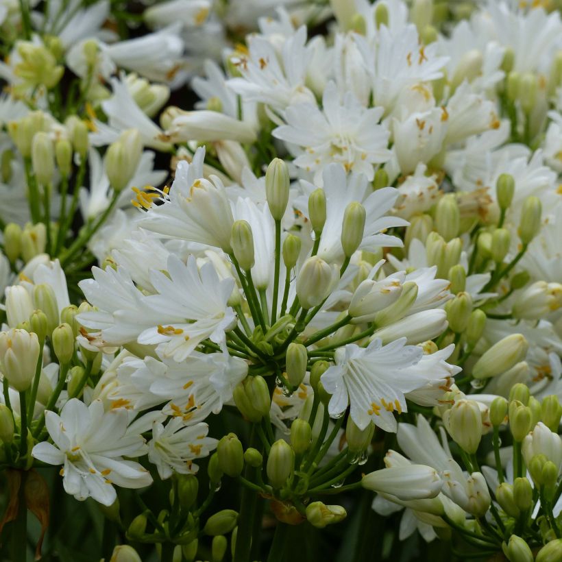 Agapanthe Double Diamond (Flowering)