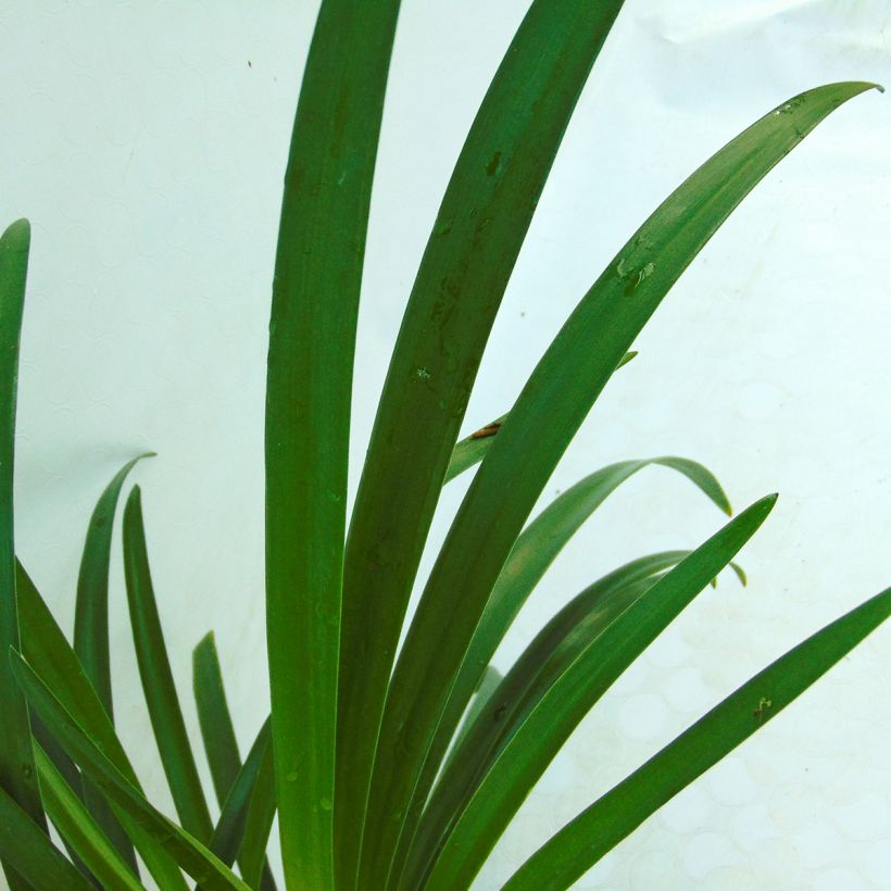 Agapanthe Lavender Haze (Foliage)
