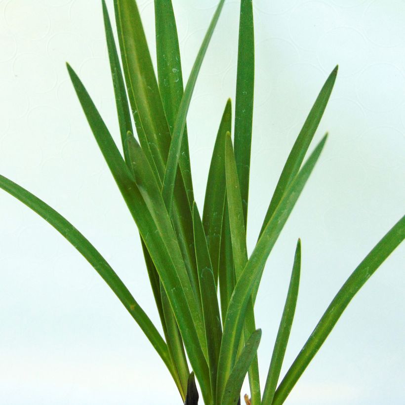 Agapanthe Northern Star (Foliage)