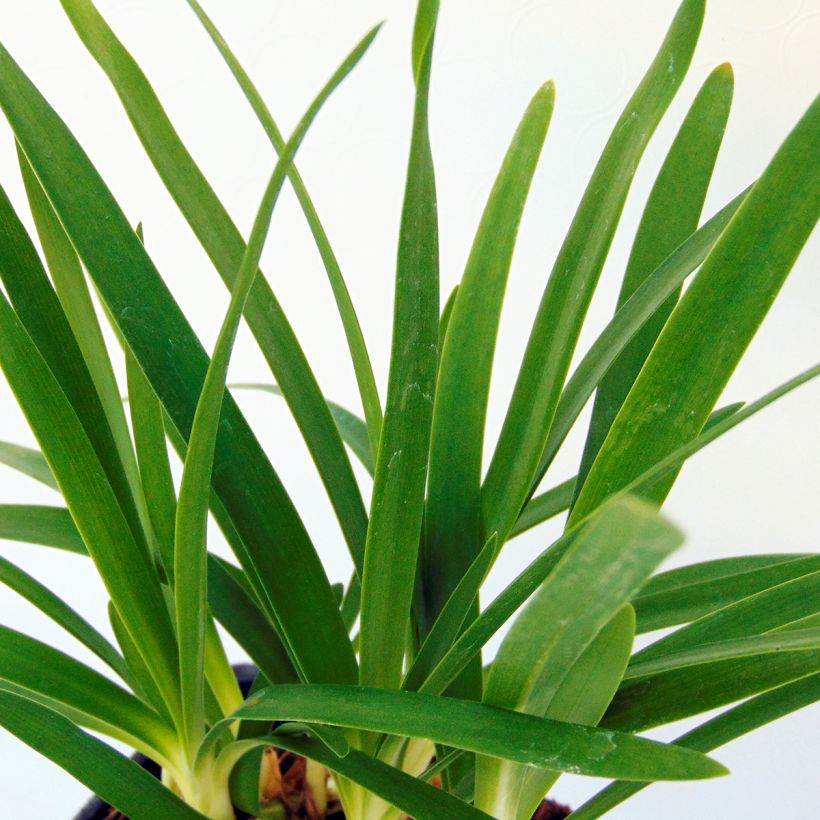 Agapanthe Peter Pan (Foliage)