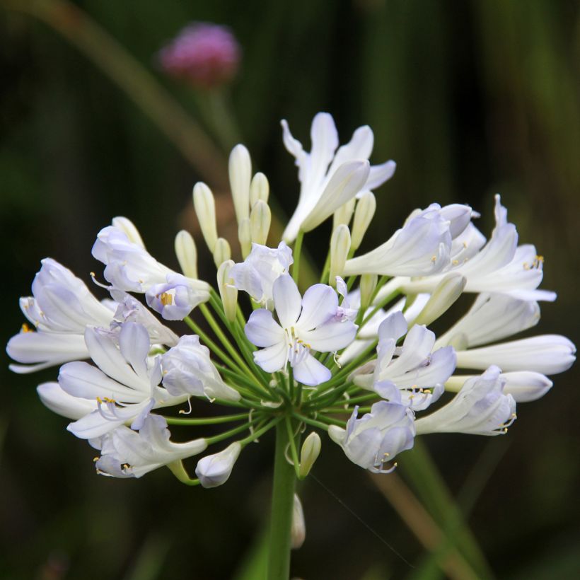 Agapanthe Phantom (Flowering)