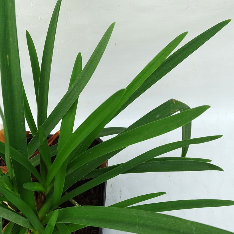 Agapanthe Pitchoune Blue (Foliage)