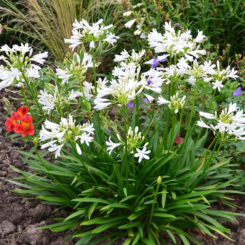 Agapanthe Pitchoune White (Plant habit)