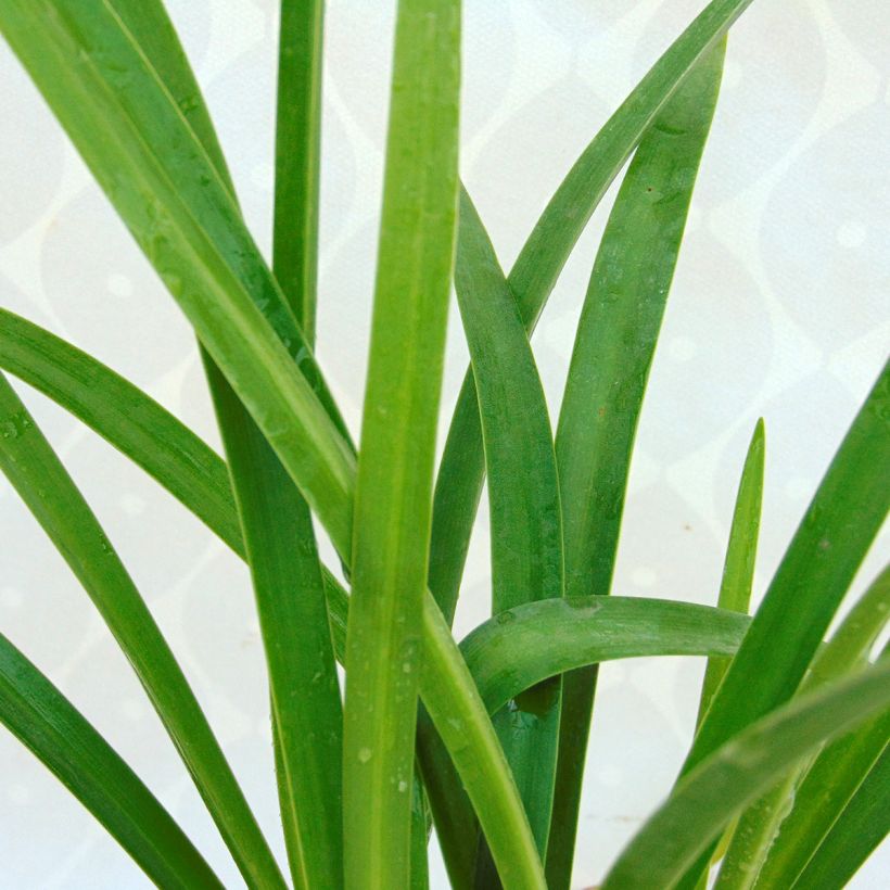 Agapanthe Purple Cloud (Foliage)