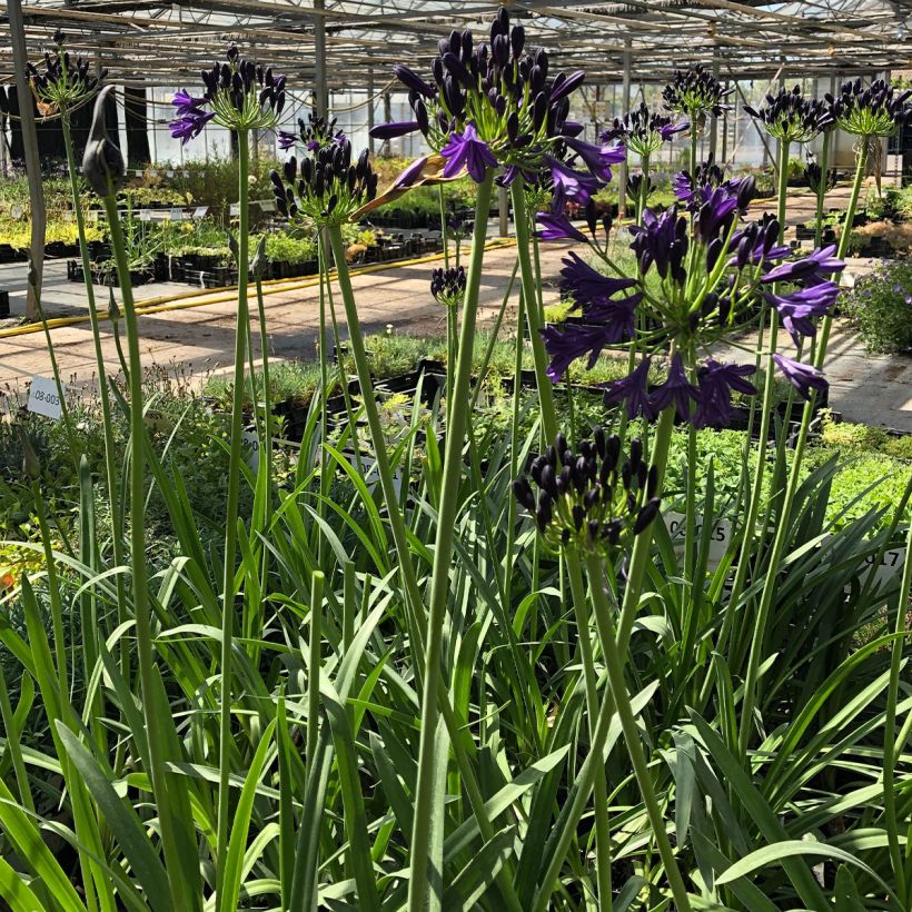Agapanthe Royal Velvet (Plant habit)