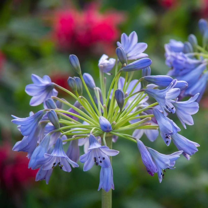 Agapanthe Southern Cross - Agapanthus (Flowering)