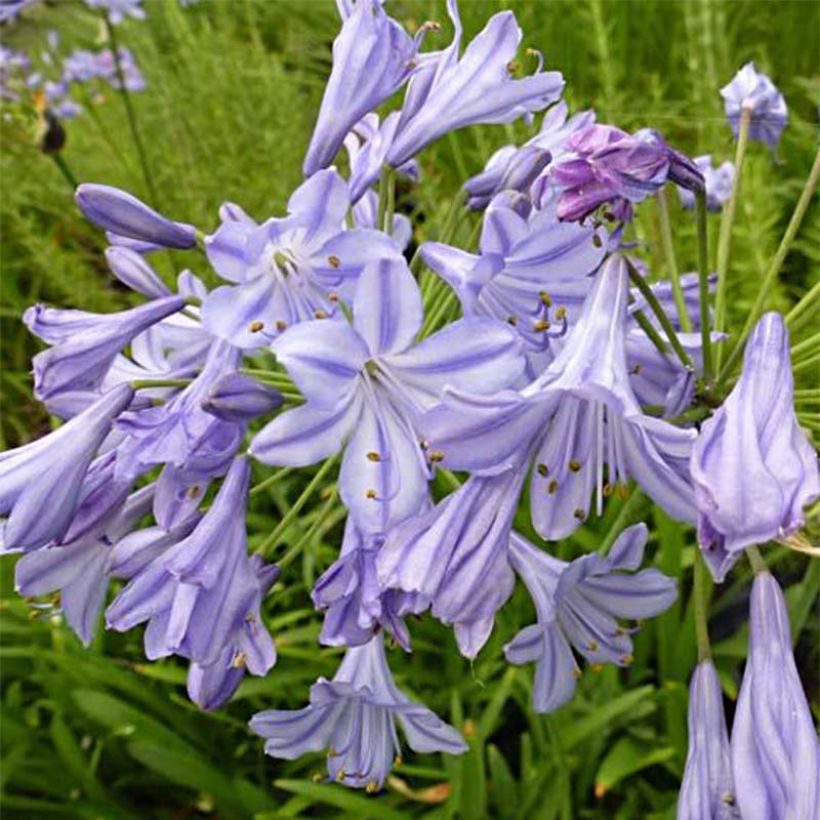 Agapanthe Stars and Stripes (Flowering)
