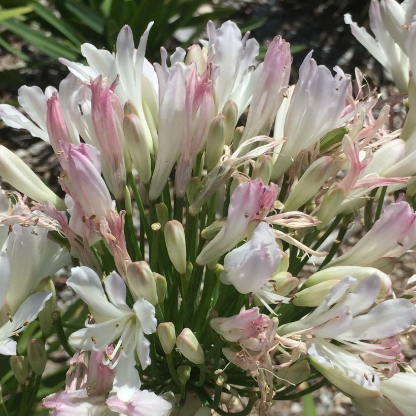 Agapanthe Strawberry Ice (Flowering)