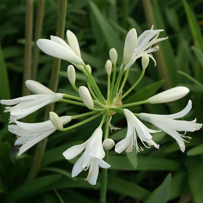 Agapanthe Thumbelina (Flowering)