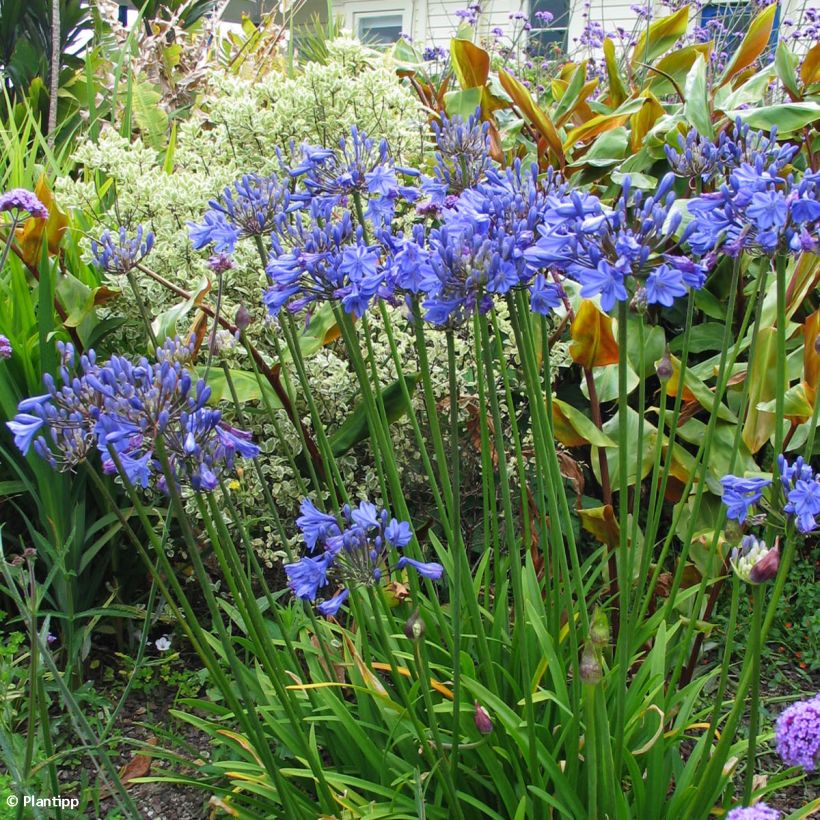 Agapanthe Tom Thumb (Plant habit)