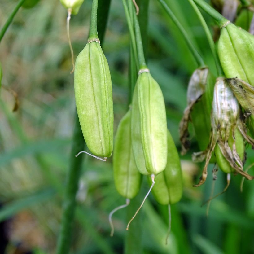Agapanthe Twister (Harvest)