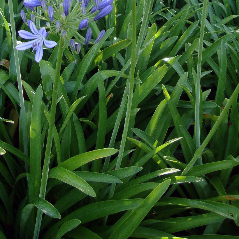 Agapanthe umbellatus (africanus) (Foliage)