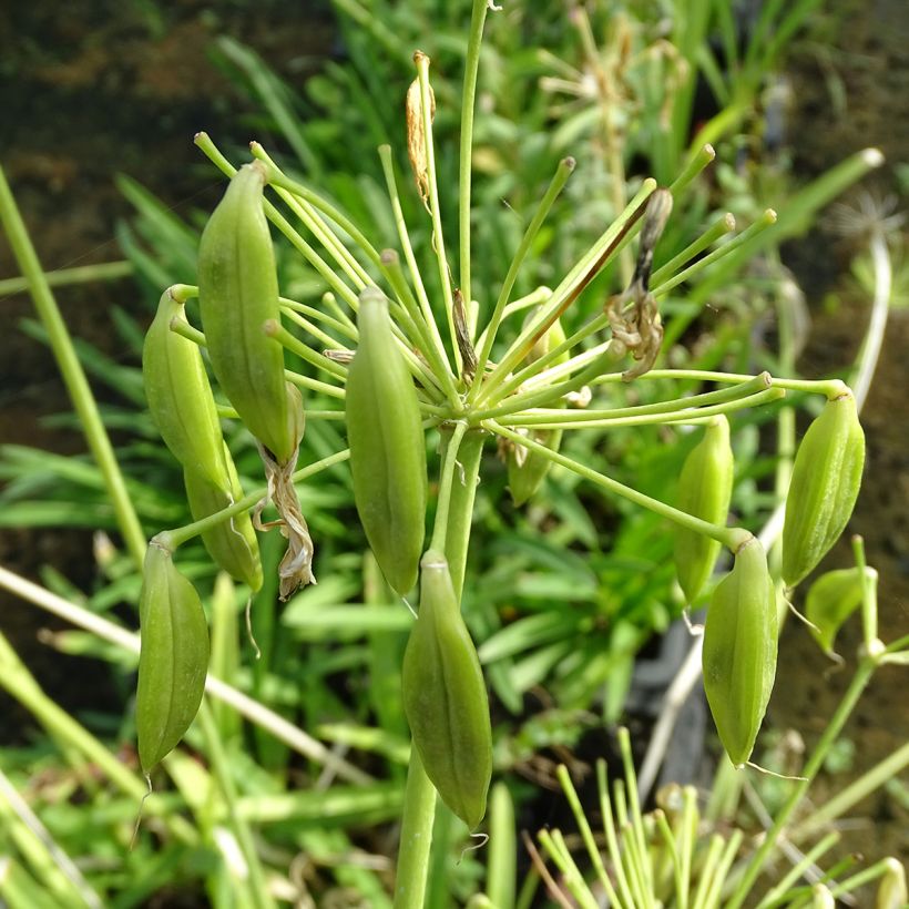 Agapanthe africanus (umbellatus) Albus (Harvest)
