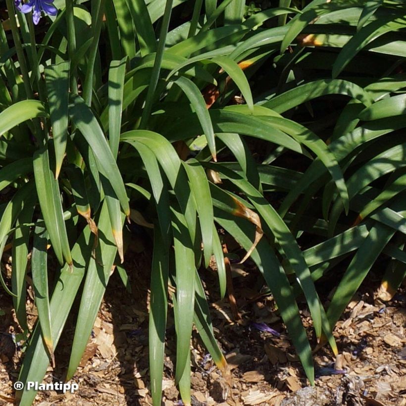 Agapanthe hybride Ever Sapphire (Foliage)