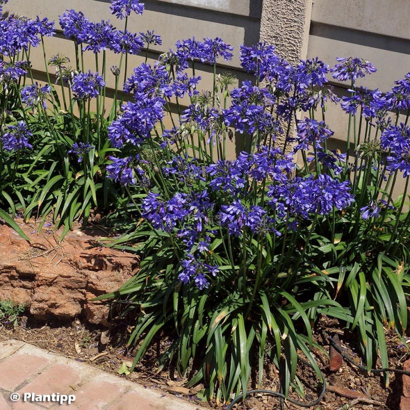 Agapanthe hybride Ever Sapphire (Plant habit)