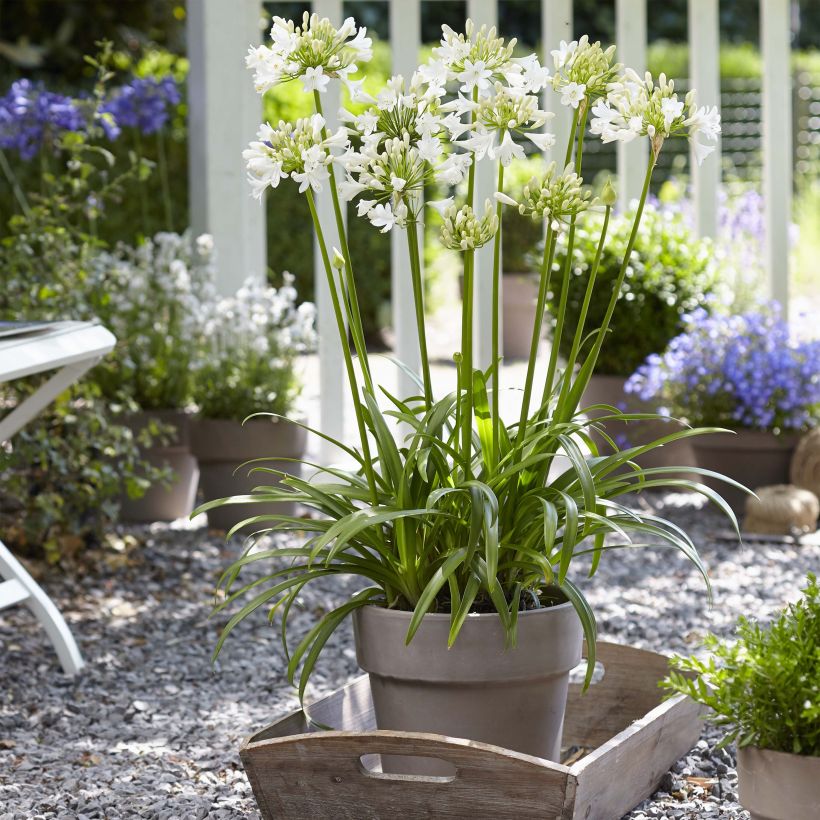 Agapanthe hybride Ever White (Plant habit)