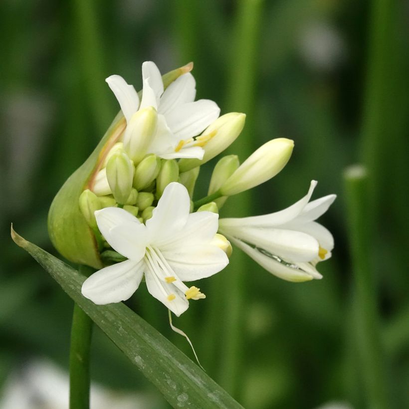 Agapanthe hybride Ever White (Flowering)
