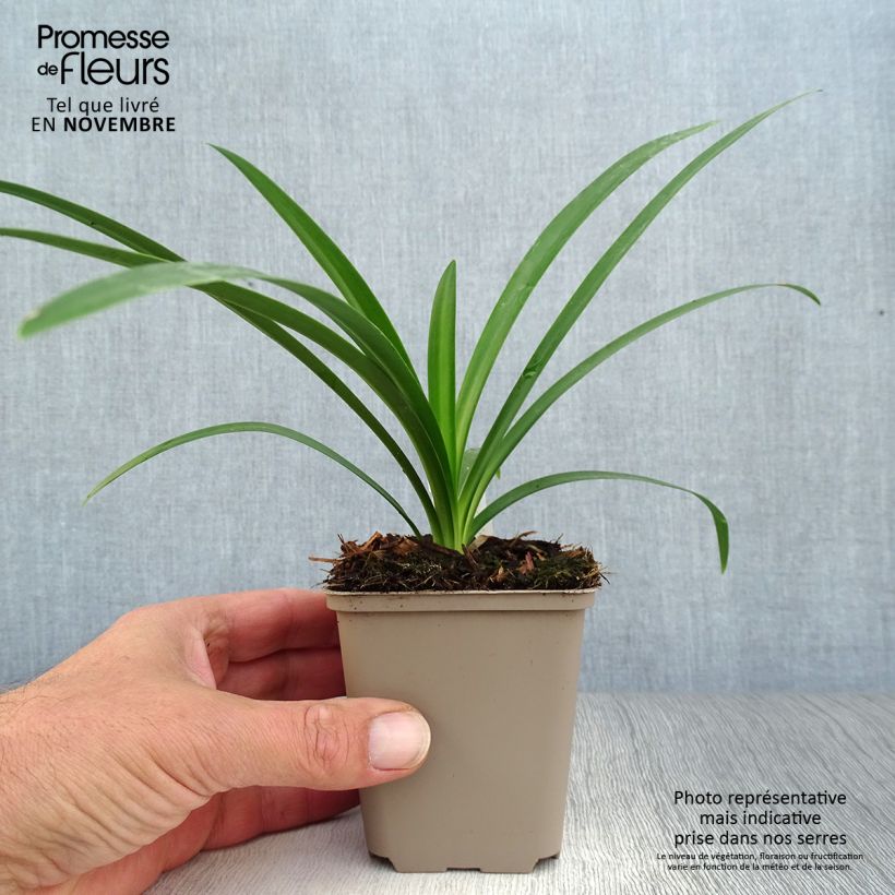 Example of Agapanthe hybride Ever White Godet de 8/9 cm as you get in automne