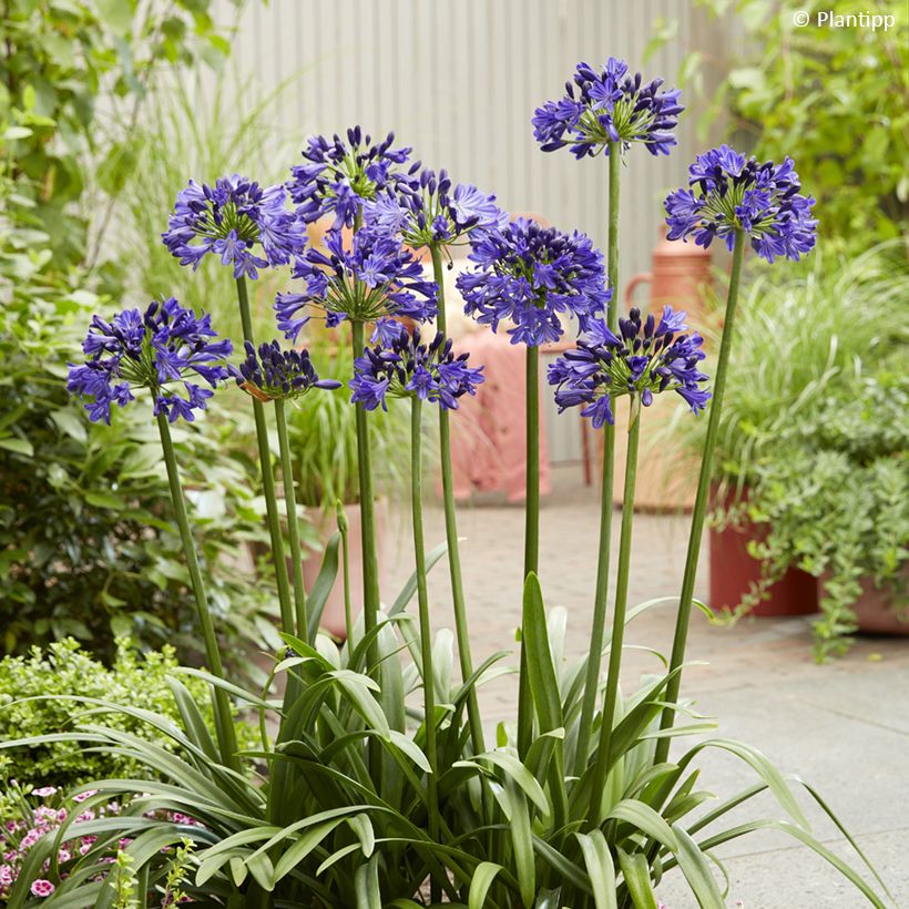 Agapanthe Midnight Sky (Plant habit)