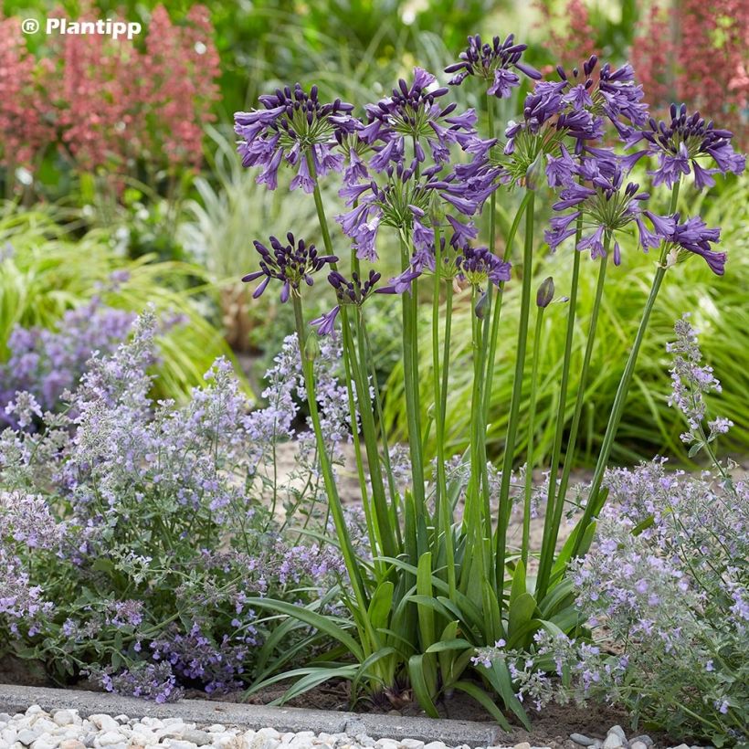 Agapanthe hybride Poppin' Purple (Plant habit)
