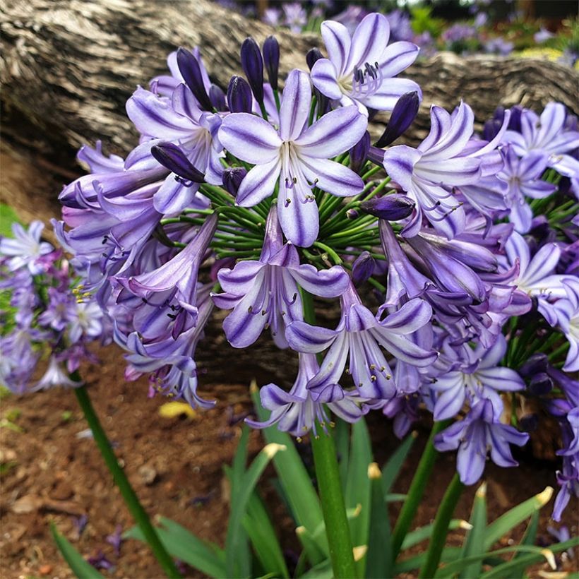 Agapanthe hybride Star Poppin’ Star (AMDB002) (Plant habit)