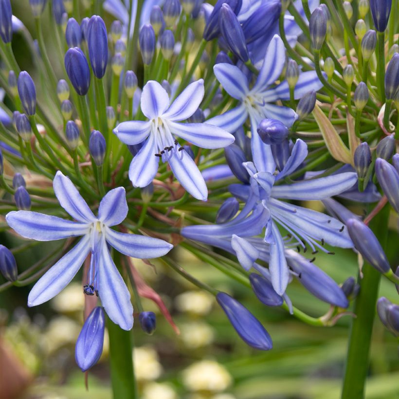 Agapanthe Vallée de l'Authion (Flowering)