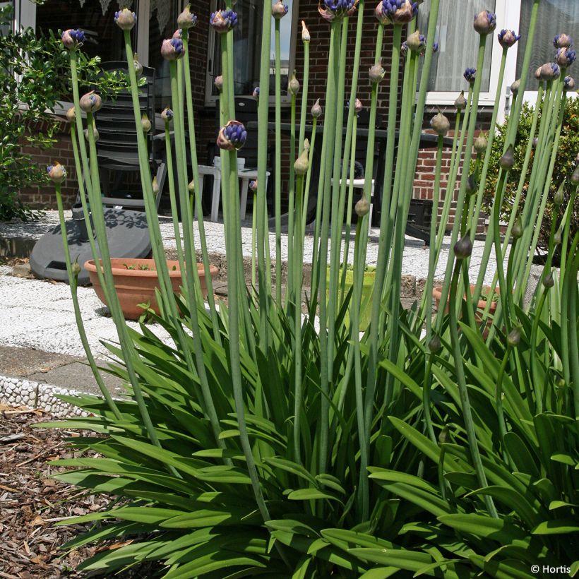 Agapanthe praecox Sofie (Plant habit)