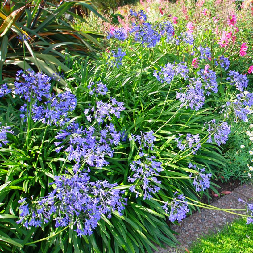 Agapanthe umbellatus (africanus) (Plant habit)