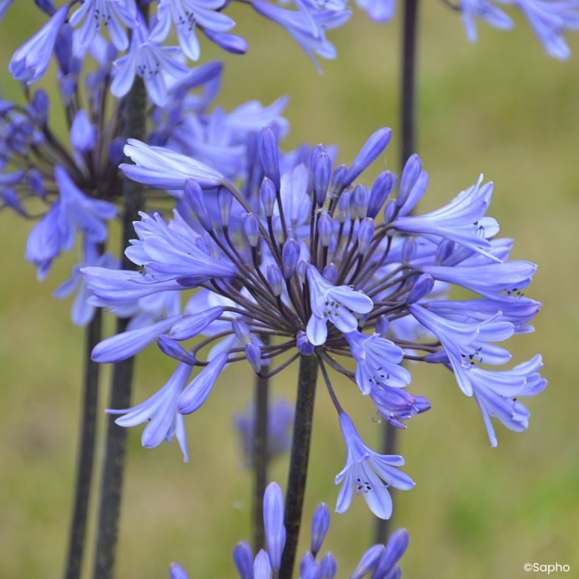 Agapanthe Graphite Blue (Flowering)