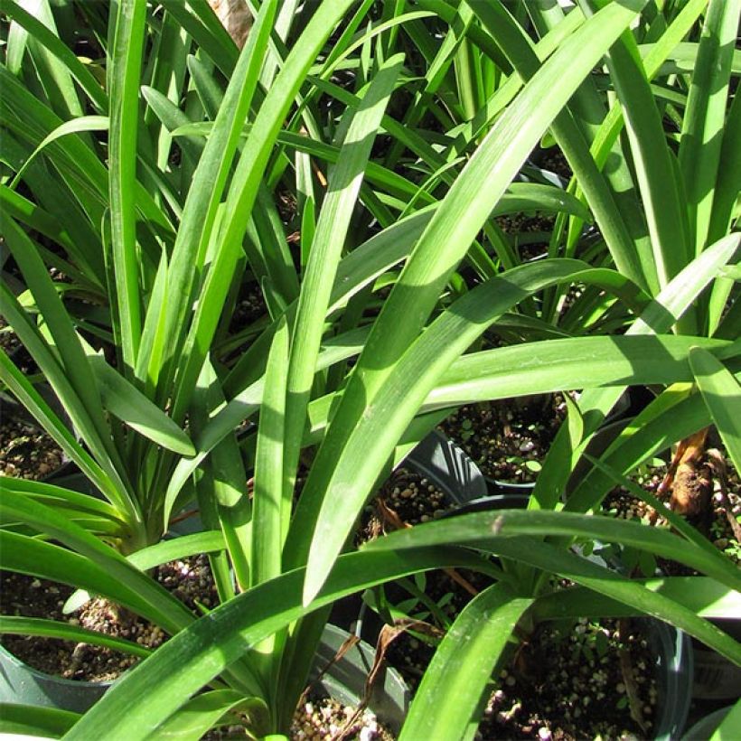Agapanthe Blue Giant (Foliage)
