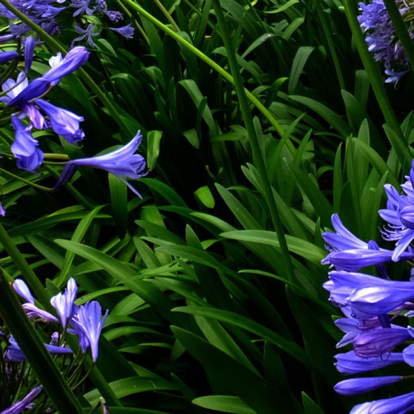 Agapanthe Blue Triumphator (Foliage)