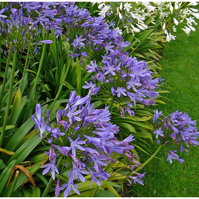 Agapanthe Blue Triumphator (Plant habit)