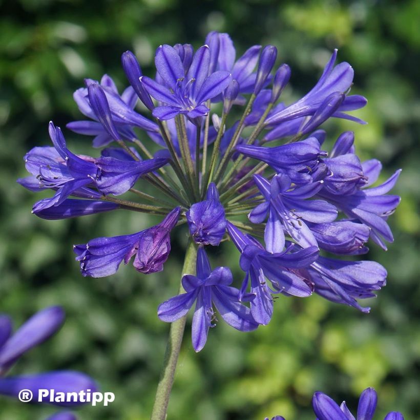 Agapanthe Brilliant Blue (Flowering)