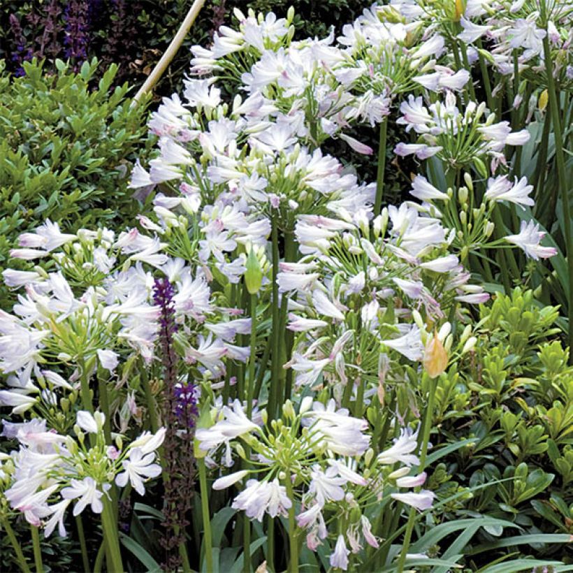 Agapanthe Enigma (Flowering)