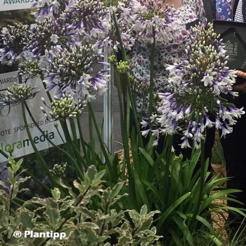 Agapanthe hybride Fireworks (Plant habit)