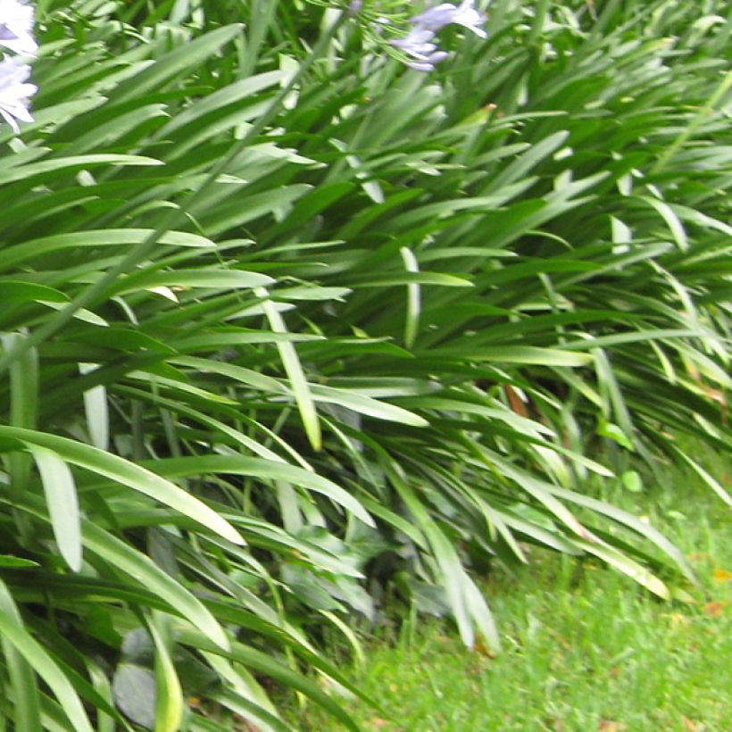 Agapanthe Megan's Mauve (Foliage)