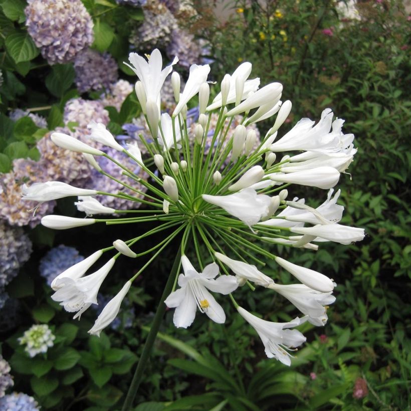 Agapanthe Mi Casa (Flowering)