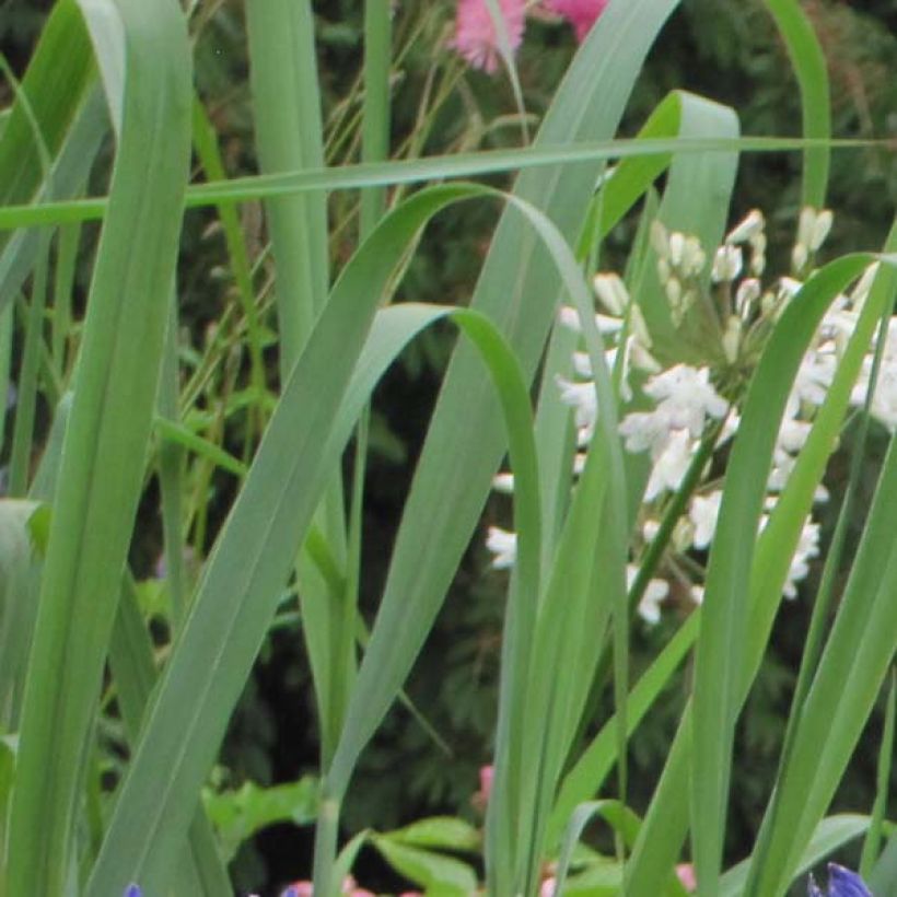 Agapanthe Navy Blue (syn. Midnight Star) (Foliage)