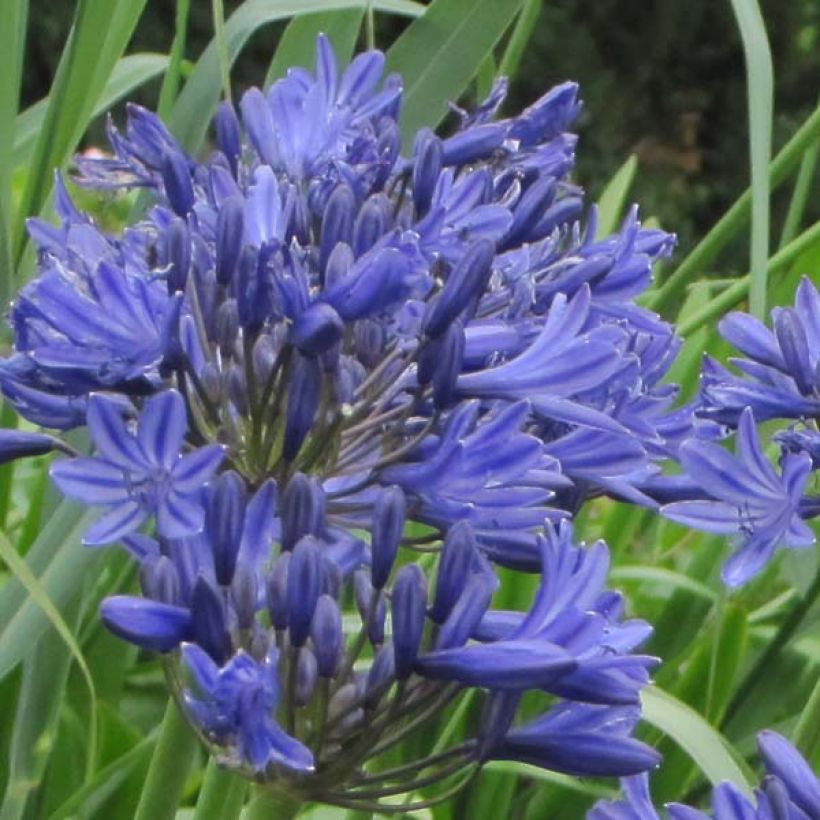 Agapanthe Navy Blue (syn. Midnight Star) (Flowering)