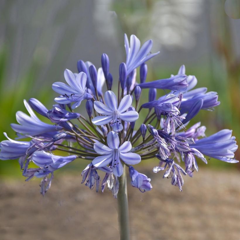 Agapanthe Pretty Sandy (Flowering)
