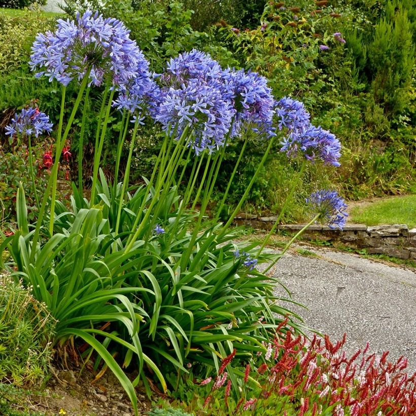 Agapanthe Pretty Sandy (Plant habit)