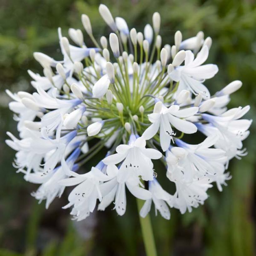 Agapanthe Queen Mum (Flowering)