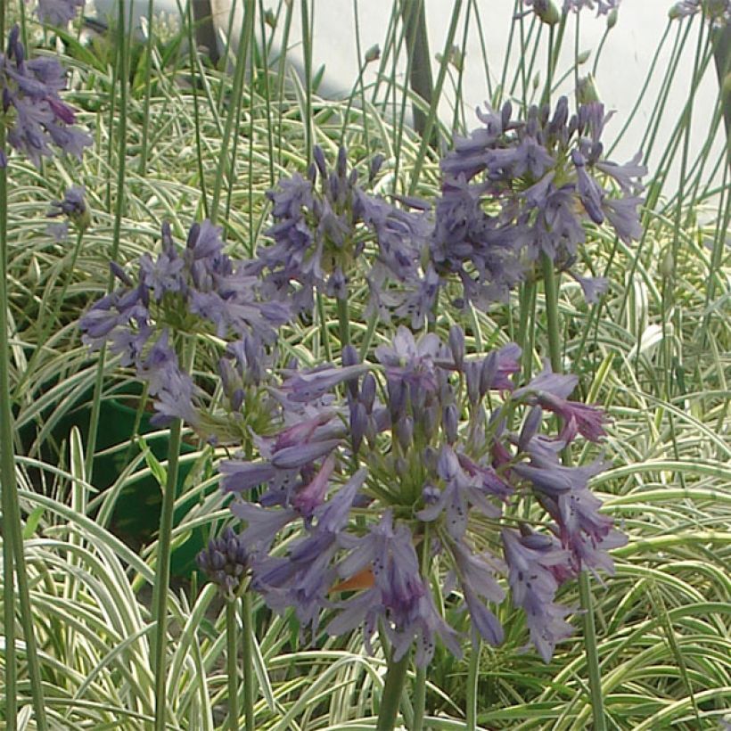 Agapanthe Silver Moon (Flowering)